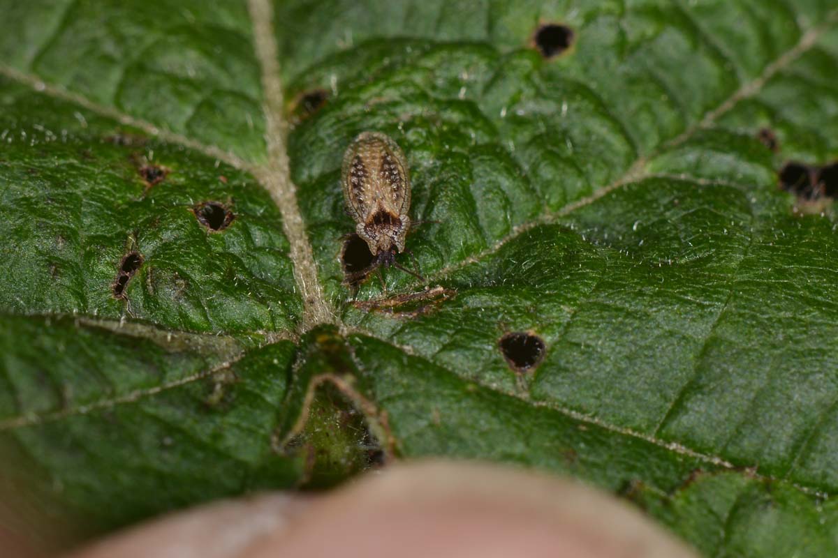 Tingidae: Derephysia sinuatocollis del Piemonte